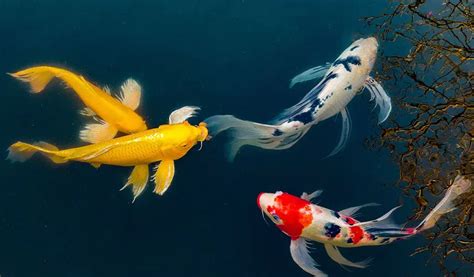 butterfly koi fish|Butterfly koi Add Magic to Your Pond: Butterfly Koi Care Guide.